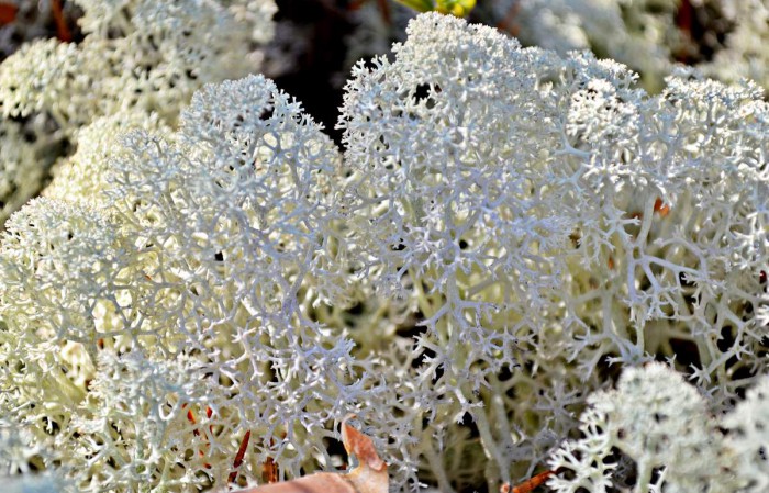 YAgel-Cladonia-008.jpg (170.38 КБ) Просмотров: 9062 YAgel-Cladonia-008.jpg