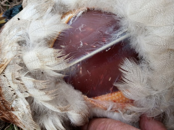 IMG_20200418_185109.jpg (278.58 КБ) Просмотров: 12018 IMG_20200418_185109.jpg