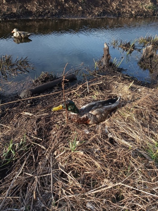 IMG_20200418_185258.jpg (477.18 КБ) Просмотров: 12018 IMG_20200418_185258.jpg