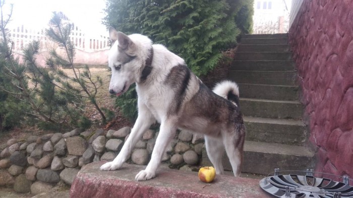 IMG-04220e84ad4472fd6efae3517543bc19-V.jpg (118.38 КБ) Просмотров: 3976 IMG-04220e84ad4472fd6efae3517543bc19-V.jpg