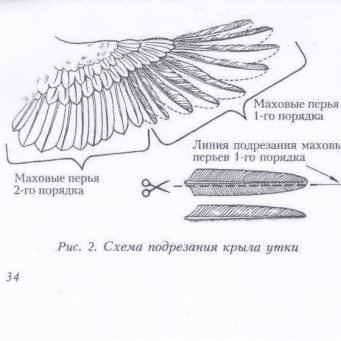 схема подрезки.jpg