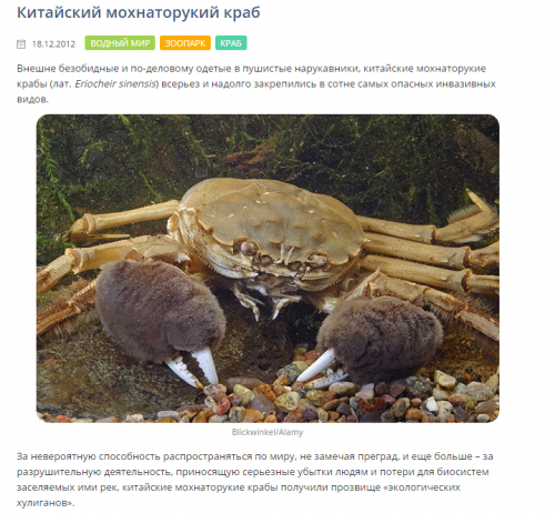 krab1.png