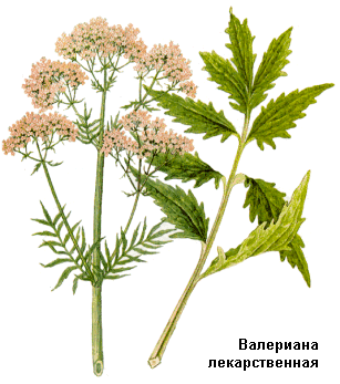 valeriana_officinalis.gif