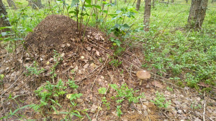 IMG_20170715_103708_1000x563.jpg (778.17 КБ) Просмотров: 11498 IMG_20170715_103708_1000x563.jpg