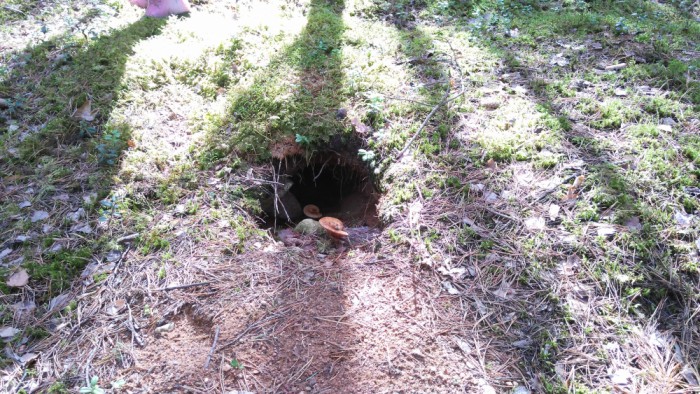 IMG_20170715_101042_1000x563.jpg (813.82 КБ) Просмотров: 11498 IMG_20170715_101042_1000x563.jpg