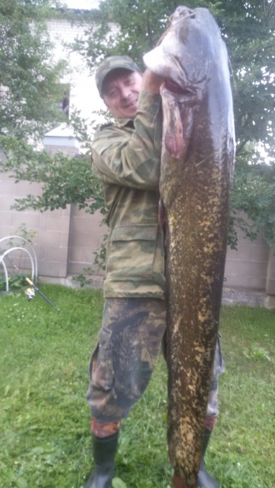 сомяра.jpg (1.07 МБ) Просмотров: 11758 сомяра.jpg