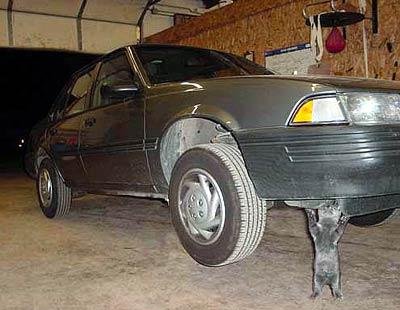 cat03000.jpg