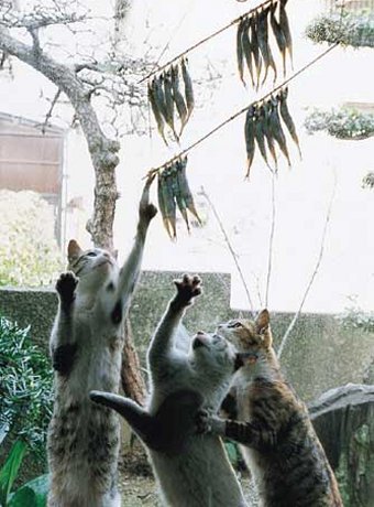 cat04000.jpg