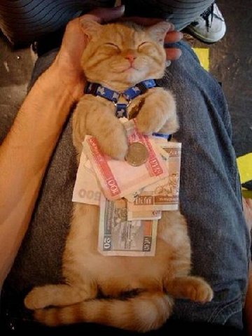 cat07000.jpg