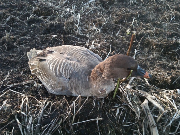 IMG_20190323_194452.jpg (436.16 КБ) Просмотров: 7384 IMG_20190323_194452.jpg