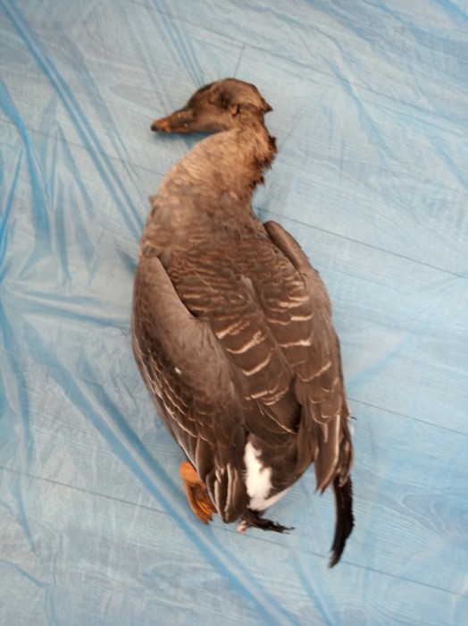 IMG_20200329_132335.jpg (184.14 КБ) Просмотров: 28036 IMG_20200329_132335.jpg