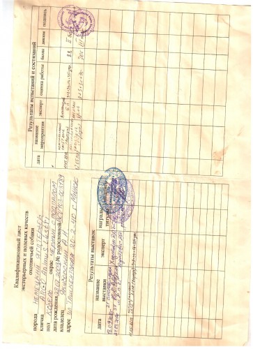 родословная аргоши.jpg