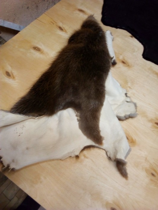 Бобр.jpg (183.17 КБ) Просмотров: 10268 Бобр.jpg