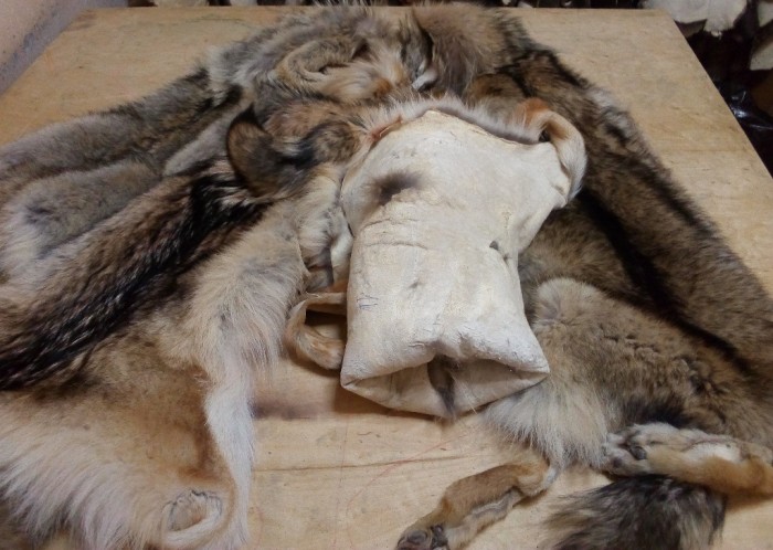 Волк2_мал.jpg (280.1 КБ) Просмотров: 10268 Волк2_мал.jpg