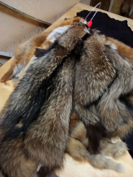 Енот.jpg (273.96 КБ) Просмотров: 10336 Енот.jpg