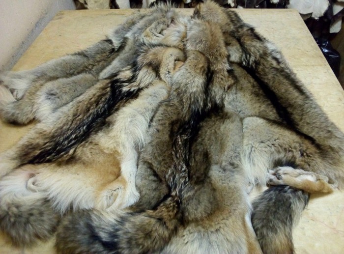 Волк1_мал.jpg (285.37 КБ) Просмотров: 10335 Волк1_мал.jpg