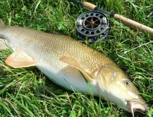 barbel.jpg (152.77 КБ) Просмотров: 11320 barbel.jpg