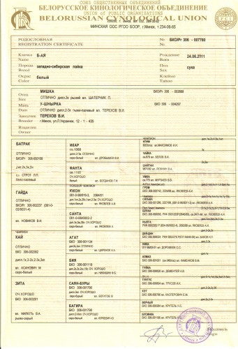 родословная  БАИ.jpg