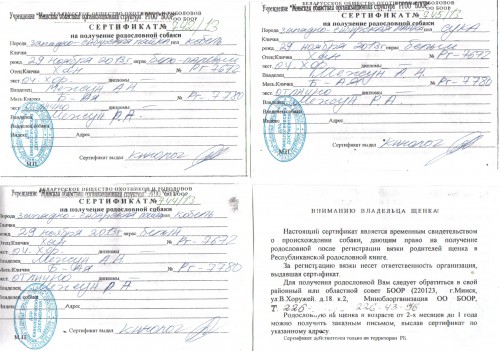 сертификаты.jpg