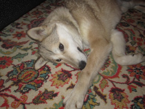 IMG_1158.JPG (1.39 МБ) Просмотров: 29076 IMG_1158.JPG