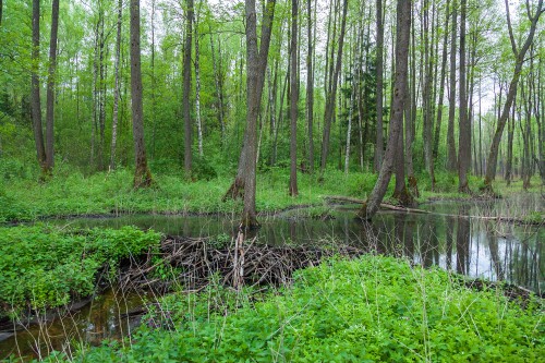 IMG-0068.jpg