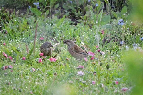 DSCN0706.JPG