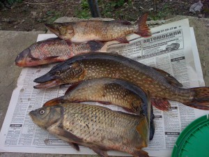 IMG_0302-2.jpg
