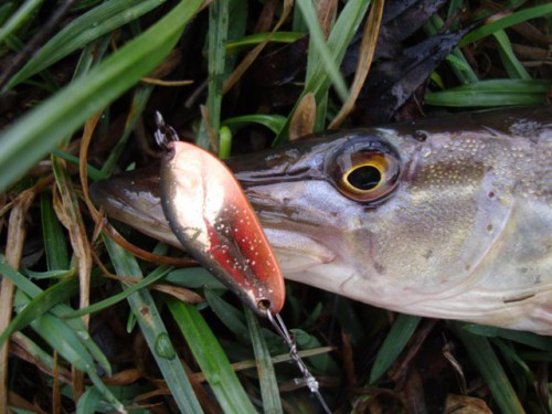 11.jpg (97.39 КБ) Просмотров: 22325 11.jpg