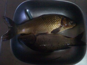 IMG_20110702_191645.jpg