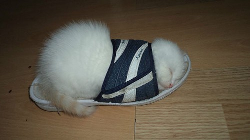 котэ.jpeg