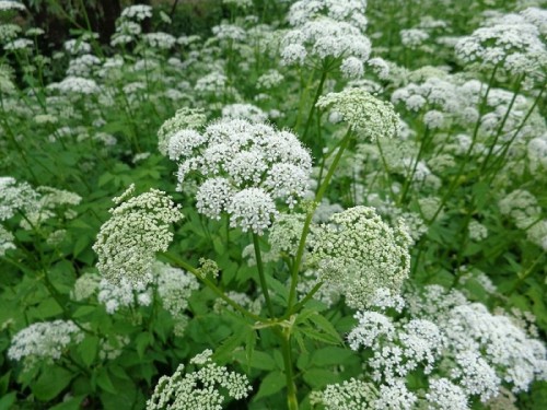 187366.jpg (345.2 КБ) Просмотров: 8268 187366.jpg