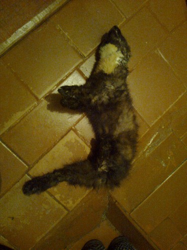 Фото0239.jpg (683.36 КБ) Просмотров: 8838 Фото0239.jpg