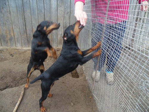 яг.jpg (209.54 КБ) Просмотров: 4164 яг.jpg