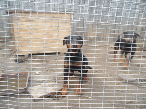 яг1.jpg (156.11 КБ) Просмотров: 4164 яг1.jpg