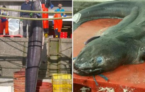 giant_fish.jpg