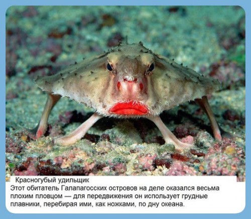 Морской нетопырь или красногубый удильщик.jpeg