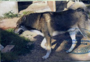 img209.jpg (58.9 КБ) Просмотров: 23809 img209.jpg