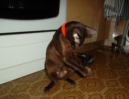 SAM_1337.JPG
