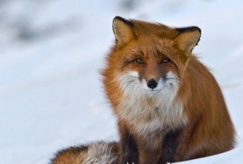 1429444413_kotomatritsa_04.jpg (31.42 КБ) Просмотров: 21615 1429444413_kotomatritsa_04.jpg