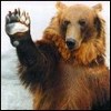 bear_71.jpg