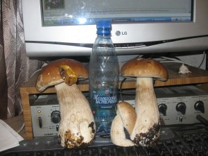 IMG_0748.jpg