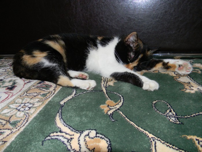 DSCN8442.jpg