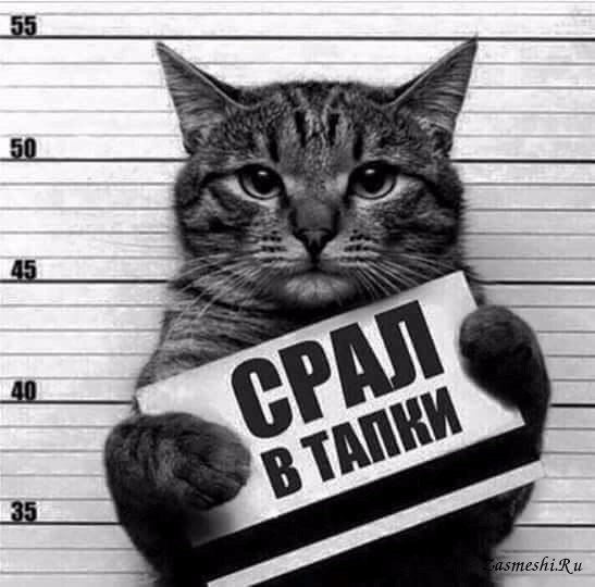 6763-Sral-v-tapki.jpg