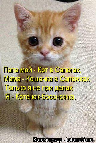 kotomatritsa_HE.jpg