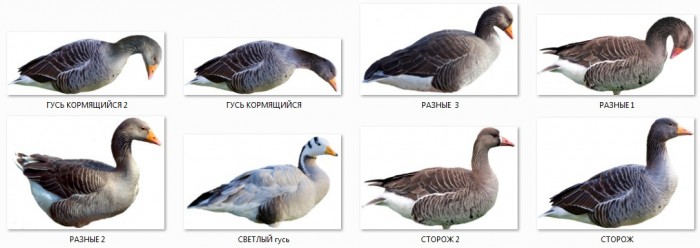 6648071.jpg (193.89 КБ) Просмотров: 4841 6648071.jpg