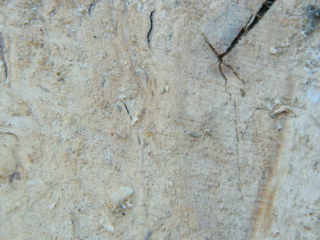 DSCN0260.JPG