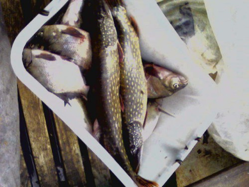 Photo-0003eР.jpg