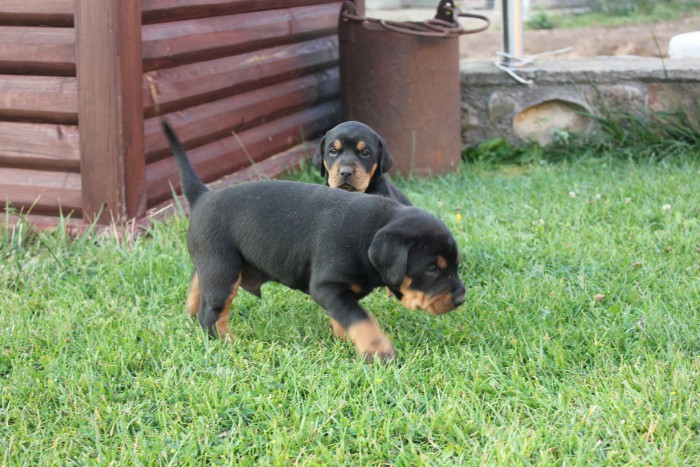 IMG_1831.JPG (1.36 ΠΠ) ΠΡΠΎΡΠΌΠΎΡΡΠΎΠ²: 2091 IMG_1831.JPG