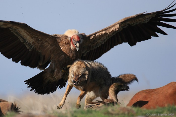 cool-condor-defending-best-from-fox.jpg