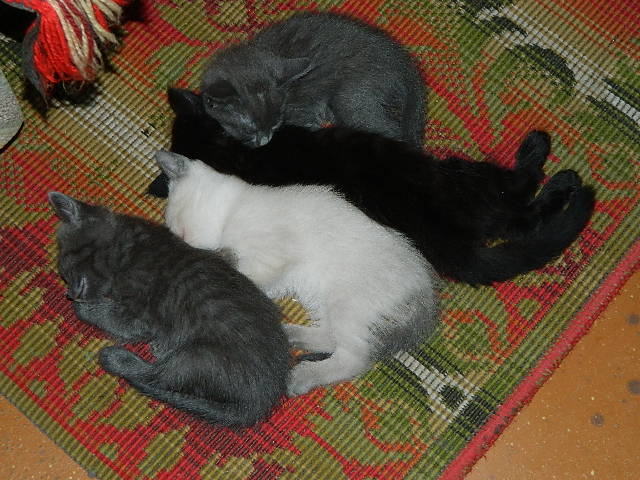 DSCN0277.JPG